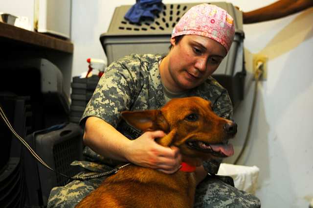 Veterinary clinics